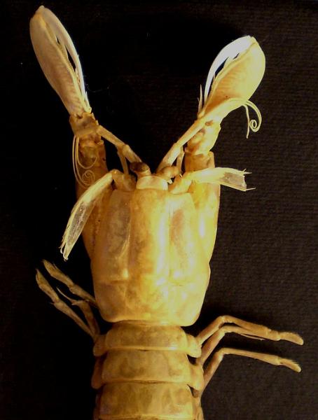 Faughnia serenei T.F.C. male cephalon and TS6-8.jpg